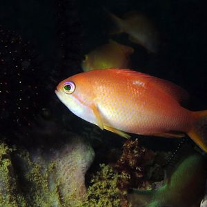 Pseudanthias sheni 印度尼西亚 Indonesia , 安汶 Ambon @LazyDiving.com 潜水时光