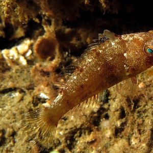 Leptoscarus vaigiensis 印度尼西亚 Indonesia , 安汶 Ambon @LazyDiving.com 潜水时光