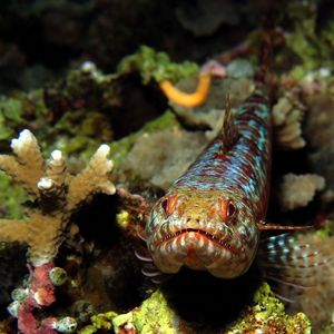 Synodus variegatus 印度尼西亚 Indonesia , 班达群�岛 Banda Islands @LazyDiving.com 潜水时光