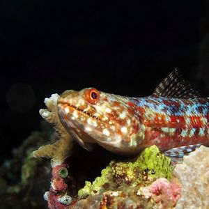 Synodus variegatus Synodus variegatus 杂斑蜥蜴鱼 Indonesia 印度尼西亚 Banda Islands 班达群岛 @LazyDiving.com 潜水时光