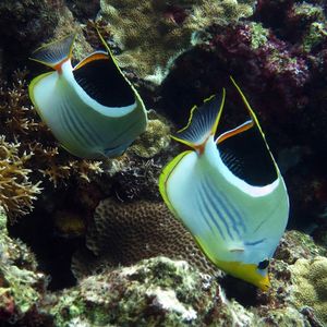 Chaetodon ephippium 印度尼西亚 Indonesia , 班达群岛 Banda Islands @LazyDiving.com 潜水时光