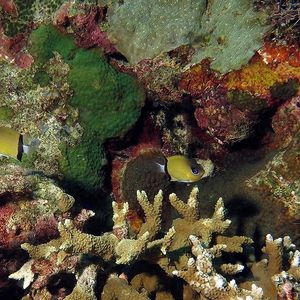 Chromis retrofasciata 印度尼西亚 Indonesia , 班达群岛 Banda Islands @LazyDiving.com 潜水时光