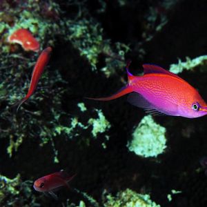 Pseudanthias smithvanizi Pseudanthias smithvanizi 公主拟花鮨 Indonesia 印度尼西亚 Banda Islands 班达群岛 @LazyDiving.com 潜水时光