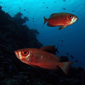 Priacanthus hamrur Priacanthus hamrur 印度尼西亚 Indonesia , 马鲁古 Maluku , 班达群岛 Banda Islands @LazyDiving.com 潜水时光