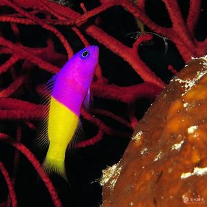 Pictichromis paccagnellae 印度尼西亚 Indonesia , 班达群岛 Banda Islands @LazyDiving.com 潜水时光