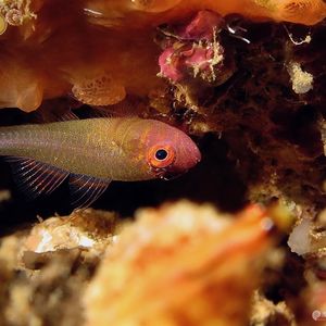 Trimma cheni Trimma cheni 侏儒虾虎鱼 Indonesia 印度尼西亚 Ambon 安汶 @LazyDiving.com 潜水时光