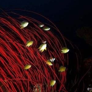 Ellisella ceratophyta 印度尼西亚 Indonesia , 班达群岛 Banda Islands @LazyDiving.com 潜水时光