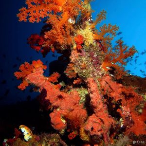 Dendronephthya hemprichi 印度尼西亚 Indonesia , 班达群岛 Banda Islands @LazyDiving.com 潜水时光