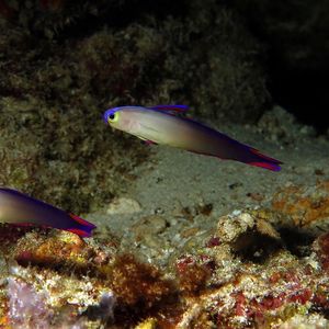 Nemateleotris decora Nemateleotris decora 印度尼西亚 Indonesia , 马鲁古 Maluku , 班达群岛 Banda Islands @LazyDiving.com 潜水时光