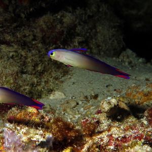 Nemateleotris decora 印度尼西亚 Indonesia , 班达群岛 Banda Islands @LazyDiving.com 潜水时光