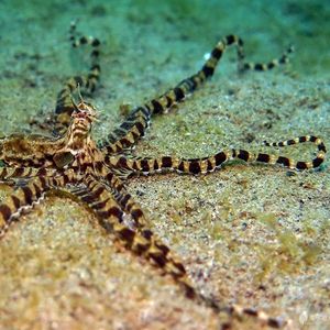 Thaumoctopus mimicus 印度尼西亚 Indonesia , 安汶 Ambon @LazyDiving.com 潜水时光