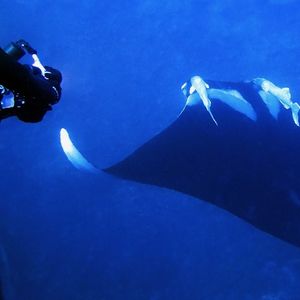 Mobula birostris 葡萄牙 Portugal , 亚速尔群岛 Azores @LazyDiving.com 潜水时光