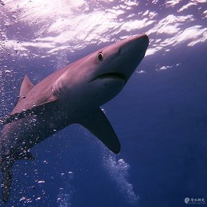 Prionace glauca 葡萄牙 Portugal , 亚速尔群岛 Azores @LazyDiving.com 潜水时光