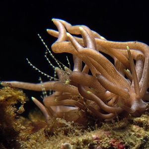 Phyllodesmium briareum 印度尼西亚 Indonesia , 安汶 Ambon @LazyDiving.com 潜水时光