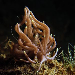 Phyllodesmium briareum Phyllodesmium briareum 印度尼西亚 Indonesia , 马鲁古 Maluku , 安汶 Ambon @LazyDiving.com 潜水时光