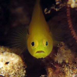 Lubricogobius exiguus 印度尼西亚 Indonesia , 安汶 Ambon @LazyDiving.com 潜水时光