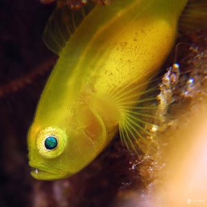 Lubricogobius exiguus 印度尼西亚 Indonesia , 安汶 Ambon @LazyDiving.com 潜水时光