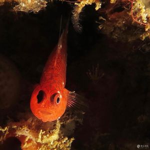 Trimma okinawae Trimma okinawae 印度尼西亚 Indonesia , 马鲁古 Maluku , 安汶 Ambon @LazyDiving.com 潜水时光