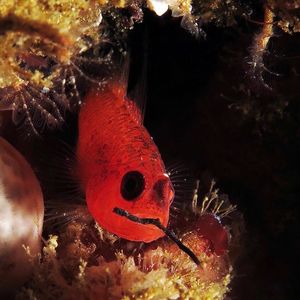 Trimma okinawae Trimma okinawae 印度尼西亚 Indonesia , 马鲁古 Maluku , 安汶 Ambon @LazyDiving.com 潜水时光