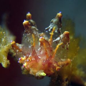 Eubranchus leopoldoi 印度尼西亚 Indonesia , 马鲁古 Maluku , 安汶 Ambon @LazyDiving.com 潜水时光