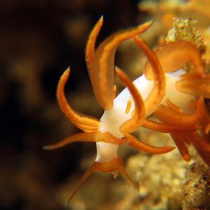 Trinchesia acinosa 印度尼西亚 Indonesia , 安汶 Ambon @LazyDiving.com 潜水�时光