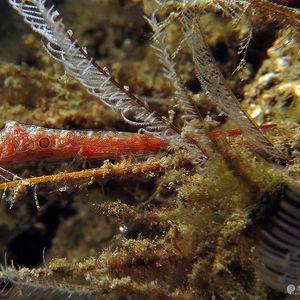 Tozeuma lanceolatum Tozeuma lanceolatum 印度尼西亚 Indonesia , 马鲁古 Maluku , 安汶 Ambon @LazyDiving.com 潜水时光