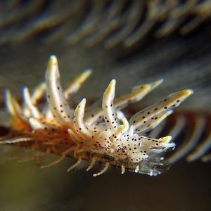 Eubranchus 印度尼西亚 Indonesia , 安汶 Ambon @LazyDiving.com 潜水时光