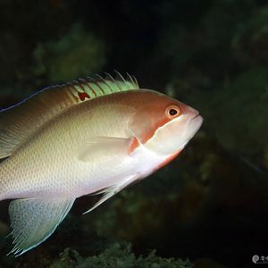 Pseudanthias hypselosoma 印度尼西亚 Indonesia , 安汶 Ambon @LazyDiving.com 潜水时光