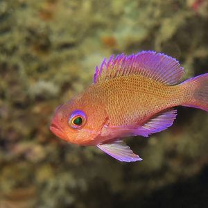 Pseudanthias hypselosoma 印度尼西亚 Indonesia , 安汶 Ambon @LazyDiving.com 潜水时光