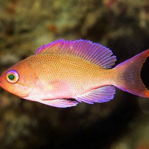 Pseudanthias hypselosoma 印度尼西亚 Indonesia , 安汶 Ambon @LazyDiving.com 潜水时光