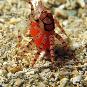 Lybia tessellata Lybia tessellata 印度尼西亚 Indonesia , 马鲁古 Maluku , 安汶 Ambon @LazyDiving.com 潜水时光