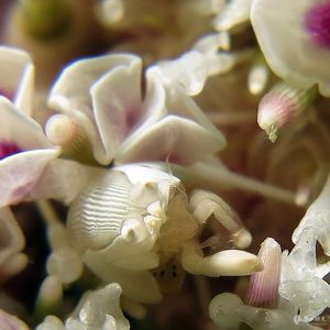 Gnathophylloides mineri 印度尼西��亚 Indonesia , 安汶 Ambon @LazyDiving.com 潜水时光