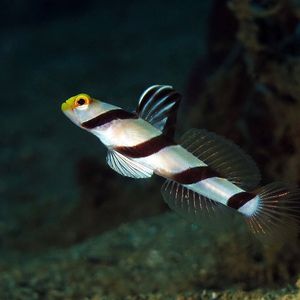 Stonogobiops xanthorhinica 印度尼西亚 Indonesia , 马鲁古 Maluku , 安汶 Ambon @LazyDiving.com 潜水时光