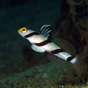 Stonogobiops xanthorhinica 印度尼�西亚 Indonesia , 安汶 Ambon @LazyDiving.com 潜水时光