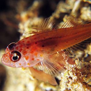 Trimma halonevum 印度尼西亚 Indonesia , 马鲁古 Maluku , 安汶 Ambon @LazyDiving.com 潜水时光