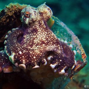 Amphioctopus marginatus ��印度尼西亚 Indonesia , 安汶 Ambon @LazyDiving.com 潜水时光