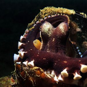 Amphioctopus marginatus 印度尼西亚 Indonesia , 安汶 Ambon @LazyDiving.com 潜水时光