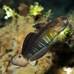 Amblygobius semicinctus 印度尼西亚 Indonesia , 马鲁古 Maluku , 安汶 Ambon @LazyDiving.com 潜水时光