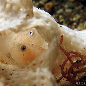 Sueviota bryozophila 印度尼西亚 Indonesia , 马鲁古 Maluku , 安汶 Ambon @LazyDiving.com 潜水时光