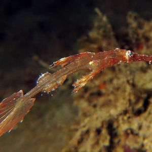 Solenostomus leptosoma Solenostomus leptosoma 细体剃刀鱼 Indonesia 印度尼西亚 Ambon 安汶 @LazyDiving.com 潜水时光