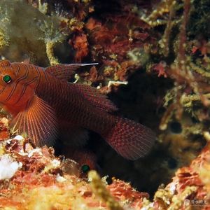 Priolepis nuchifasciatus 印度尼西亚 Indonesia , 马鲁古 Maluku , 安汶 Ambon @LazyDiving.com 潜水时光