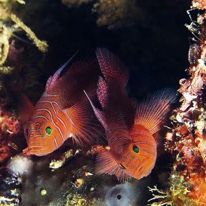 Priolepis nuchifasciatus 印度尼西亚 Indonesia , 安汶 Ambon @LazyDiving.com 潜水时光