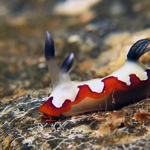 Goniobranchus fidelis 印度尼西亚 Indonesia , 安汶 Ambon @LazyDiving.com 潜水时光