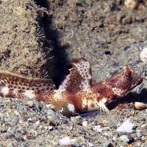 Tomiyamichthys oni 印度尼西亚 Indonesia , 安汶 Ambon @LazyDiving.com 潜水时光