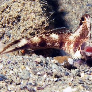 Tomiyamichthys oni 印度尼西亚 Indonesia , 安汶 Ambon @LazyDiving.com 潜水时光