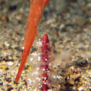 Tozeuma lanceolatum 印度尼西亚 Indonesia , 安汶 Ambon @LazyDiving.com 潜水时光