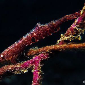 Tozeuma lanceolatum 印度尼西亚 Indonesia , 安汶 Ambon @LazyDiving.com 潜水时光