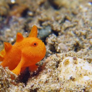 Antennarius pictus 印度尼西亚 Indonesia , 安汶 Ambon @LazyDiving.com 潜水时光