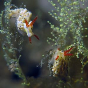 Trinchesia 印度尼西亚 Indonesia , 安汶 Ambon @LazyDiving.com 潜水时光