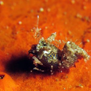 Phyllognathia simplex 印度尼西��亚 Indonesia , 安汶 Ambon @LazyDiving.com 潜水时光